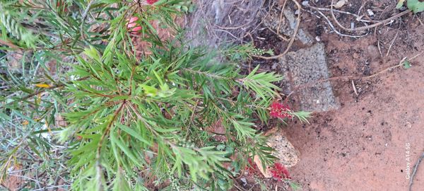 Identificação da planta Escovinha de garrafa por foto