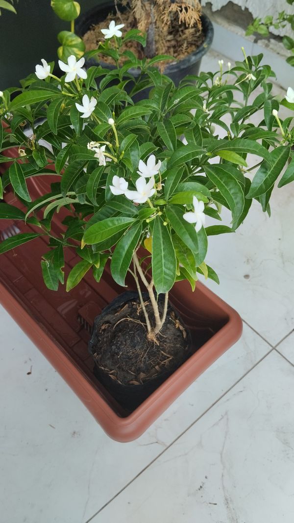 Identificação da planta Jasmim-laranja por foto