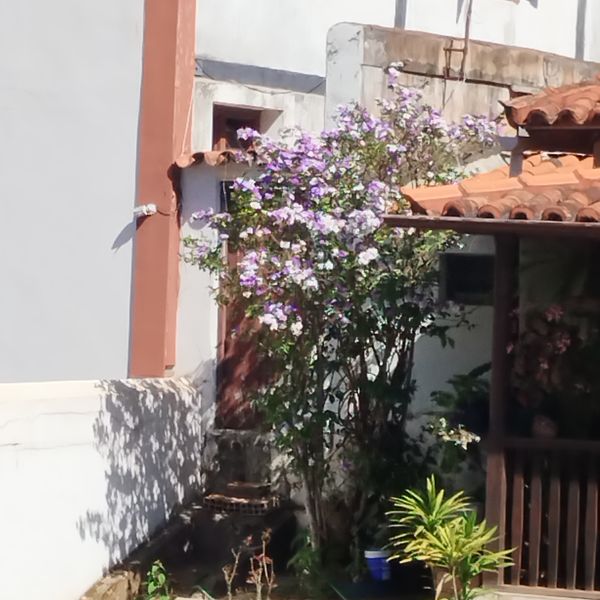 Identificação da planta Manacá-da-serra por foto