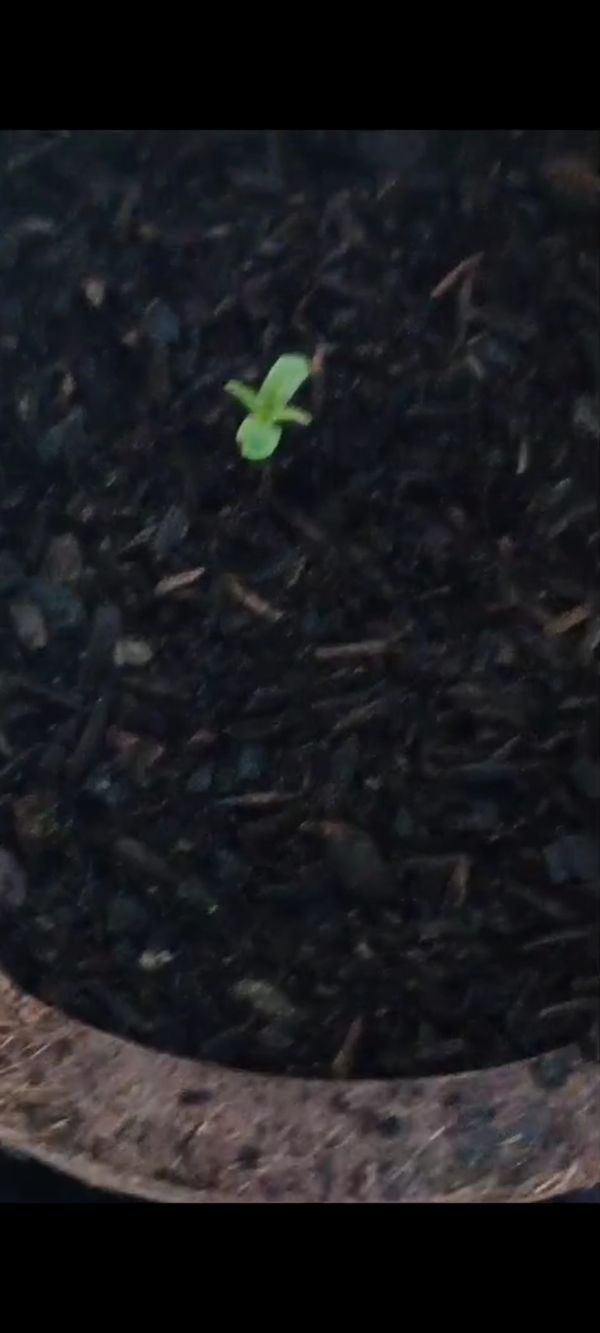 Identificação da planta Maconha por foto