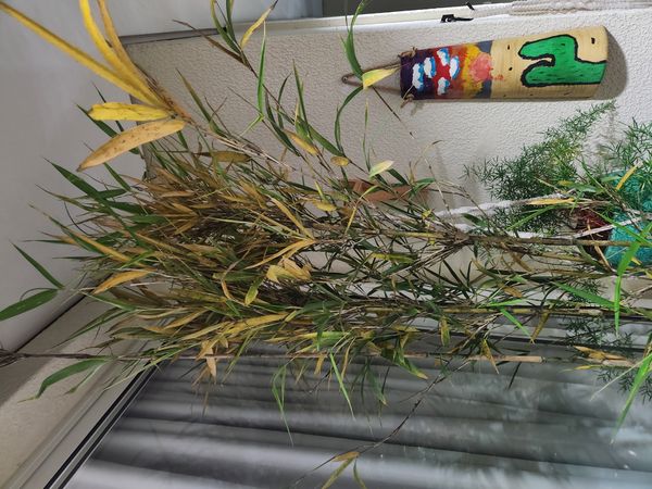 Identificação da planta Bambu-mossô por foto