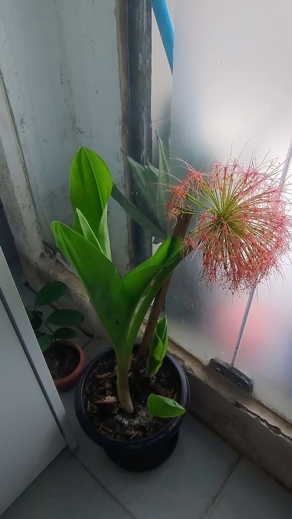 Identificação da planta Lírio-sangue por foto