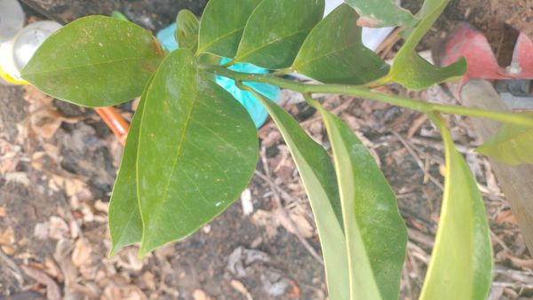 Identificação da planta Graviola por foto