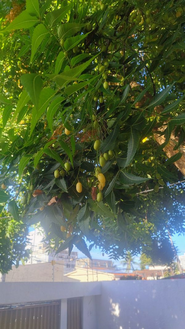 Identificação da planta Neem por foto