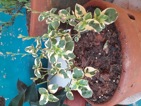 Identificação da planta Rabo-de-gato por foto