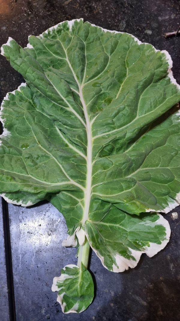 Identificação da planta Couve por foto