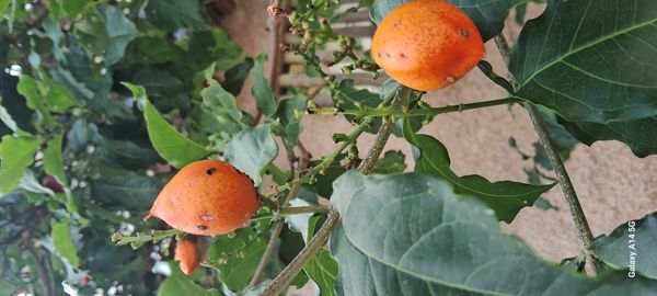 Identificação da planta Ameixa-do-Peru por foto