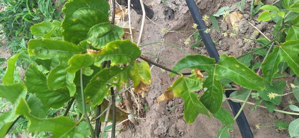Identificação da planta Maracujá-de-cerca por foto