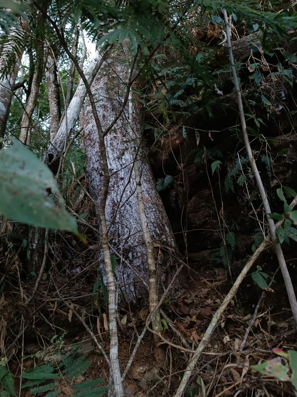 Identificação da planta Sangra-d'água por foto