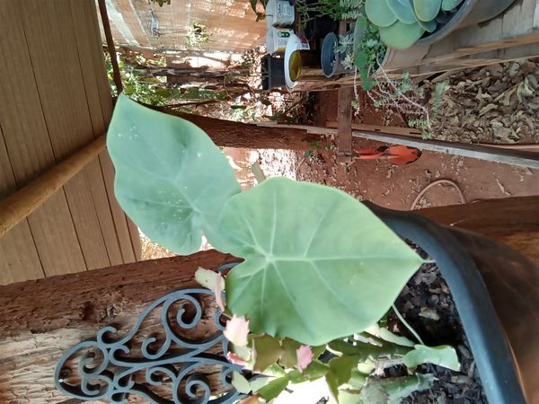 Identificação da planta Taioba por foto