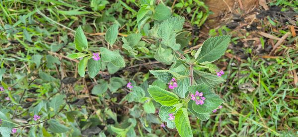 Identificação da planta camará por foto