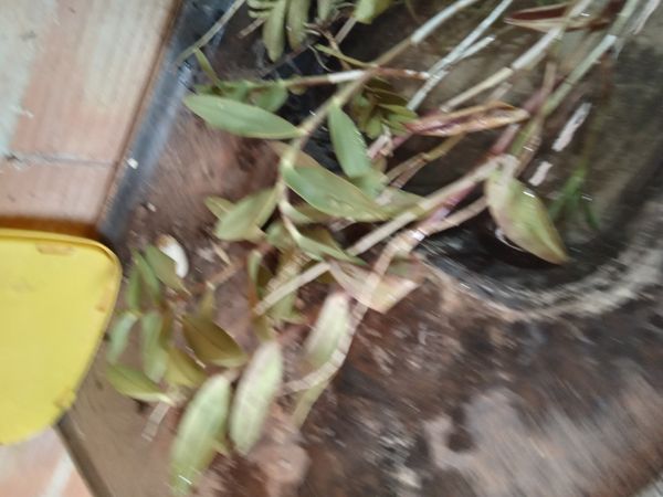 Identificação da planta Orquídea-radicans por foto