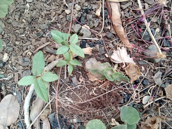 Identificação da planta Peumo por foto