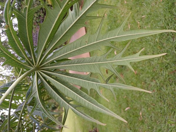 Identificação da planta Pinhão-manso por foto