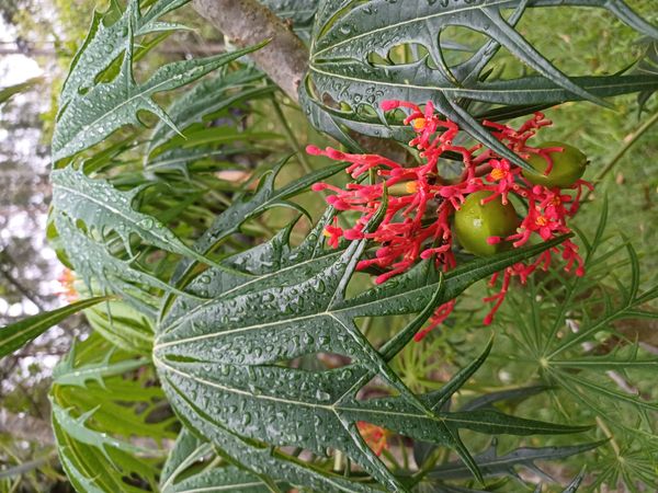 Identificação da planta Pinhão-manso por foto