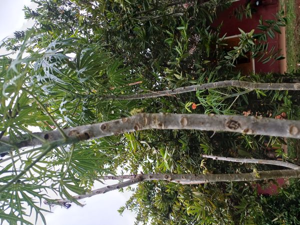Identificação da planta Pinhão-manso por foto