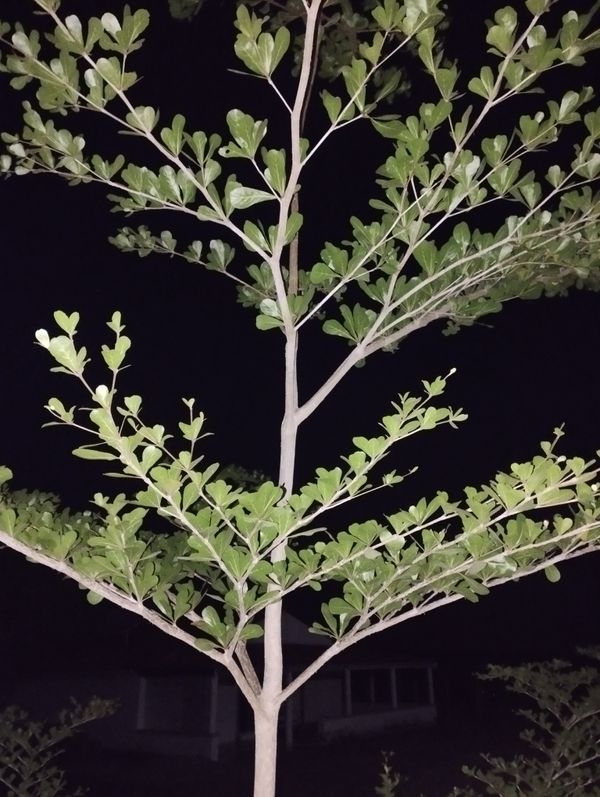 Identificação da planta Árvore-do-viajante por foto