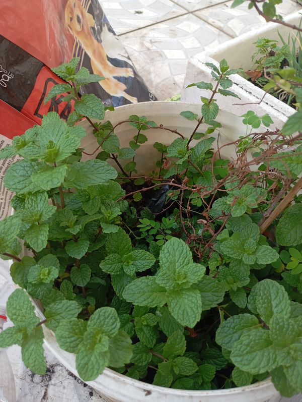 Identificação da planta Hortelã por foto
