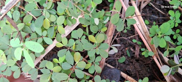Identificação da planta Quebra pedra por foto