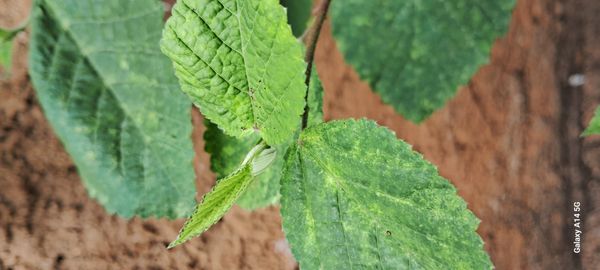 Identificação da planta Malva Branca por foto