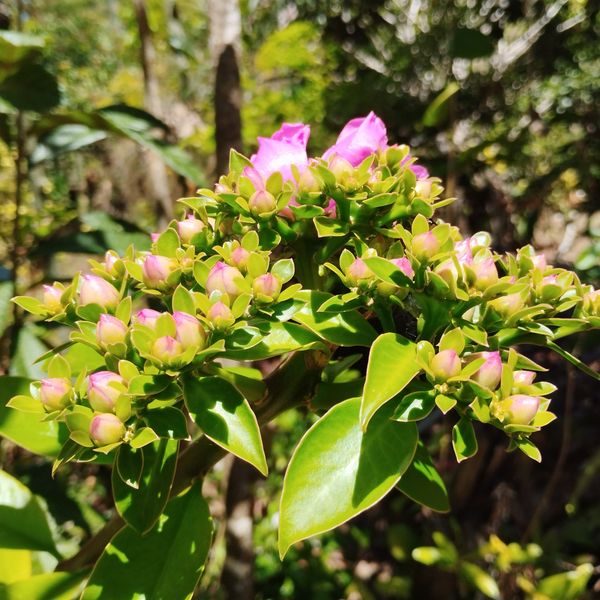 Identificação da planta Ora-pro-nobis por foto