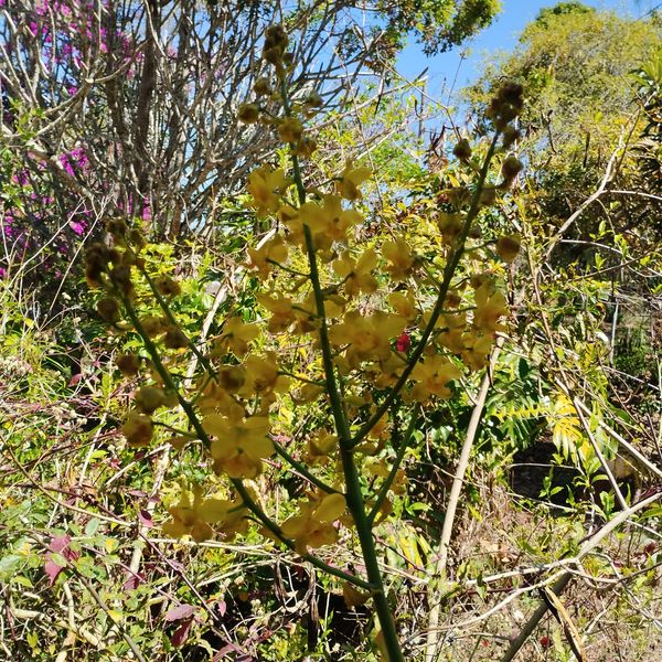 Identificação da planta Capitão-do-mato por foto