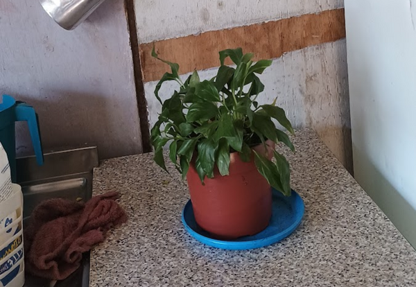 Identificação da planta Como cuida do lirio por foto