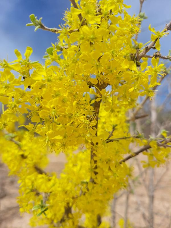Identificação da planta Sem nome popular registrado no Brasil por foto