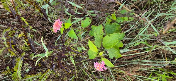 Identificação da planta camará por foto