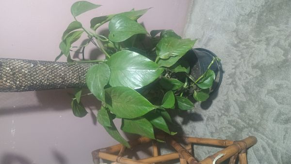Identificação da planta Jiboia por foto