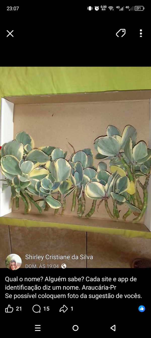 Identificação da planta Orelha-de-Shrek por foto