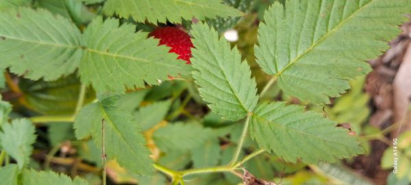 Identificação da planta Framboesa-brasileira por foto