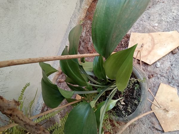 Identificação da planta Lírio do Amazonas por foto