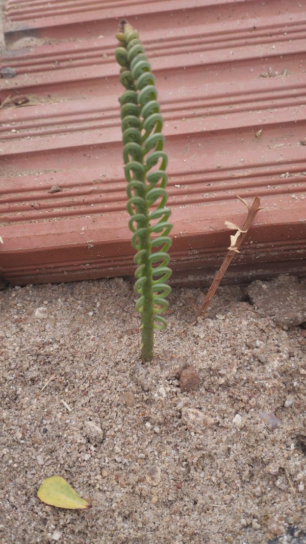 Identificação da planta Saca-rolhas por foto