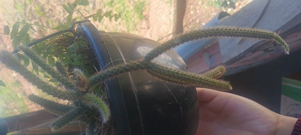 Identificação da planta Cacto Rabo-de-rato por foto