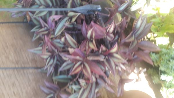 Identificação da planta Lambari por foto