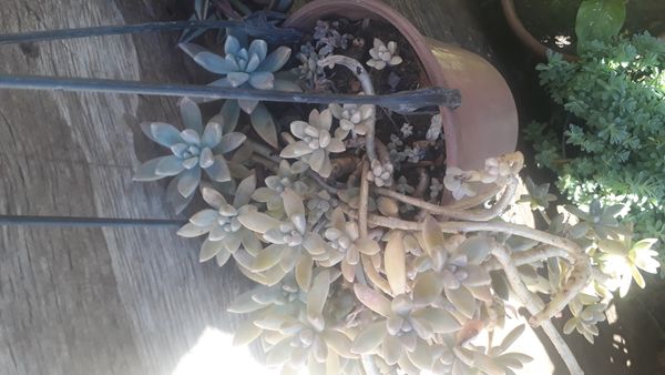 Identificação da planta Rabo-de-burro por foto