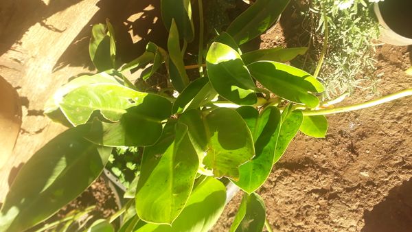 Identificação da planta Pacová por foto