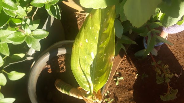 Identificação da planta Calla por foto