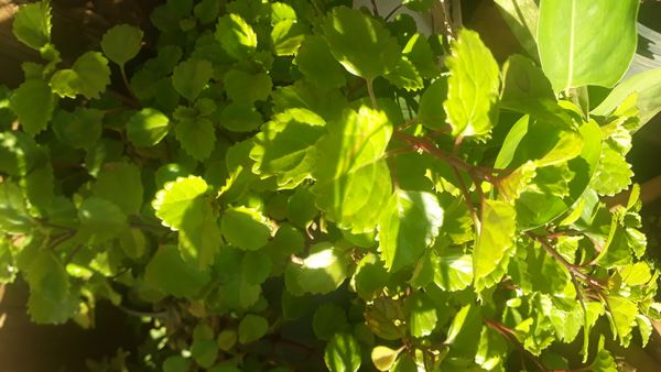 Identificação da planta Dólar por foto