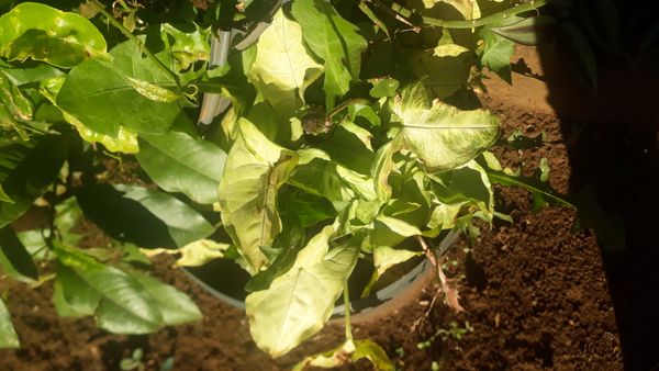 Identificação da planta Singônio por foto