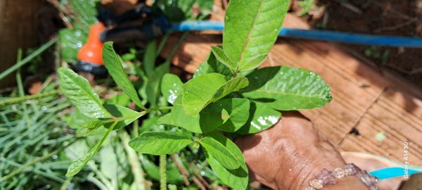 Identificação da planta Chocalho de cobra por foto