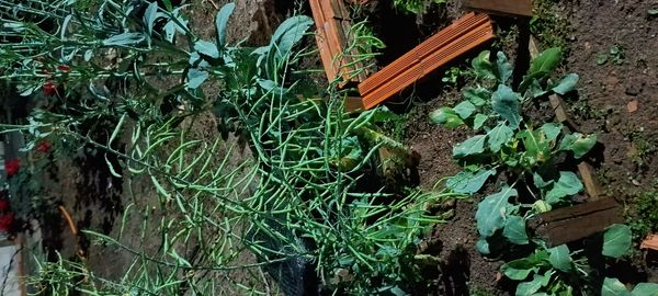 Identificação da planta Canola por foto
