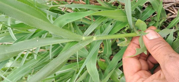 Identificação da planta braquiária por foto