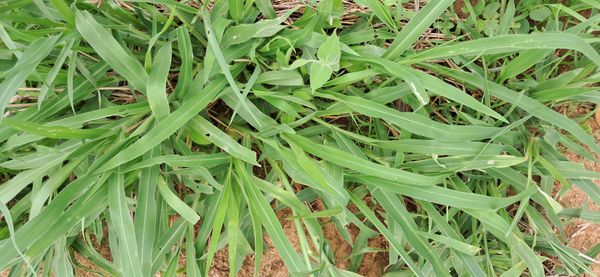 Identificação da planta Capim-arroz por foto
