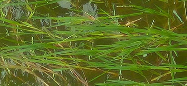 Identificação da planta Grama-braba por foto