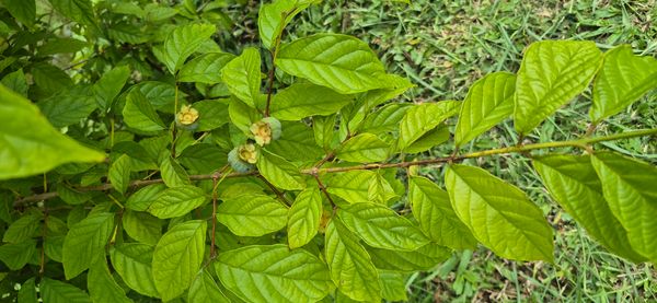 Identificação da planta Guabiroba por foto