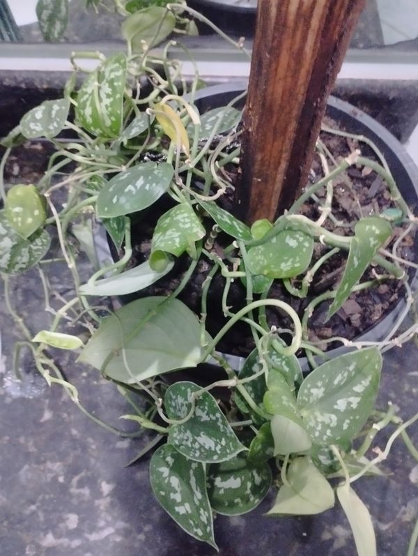 Identificação da planta Jiboia por foto
