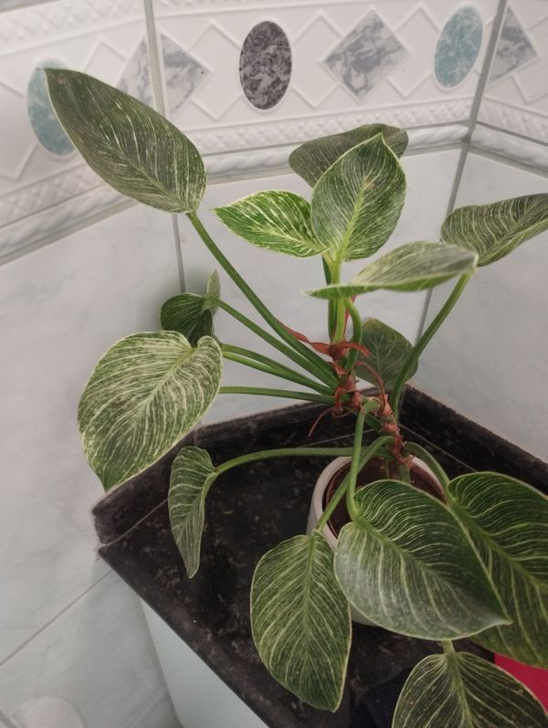 Identificação da planta Maranta-riscada por foto