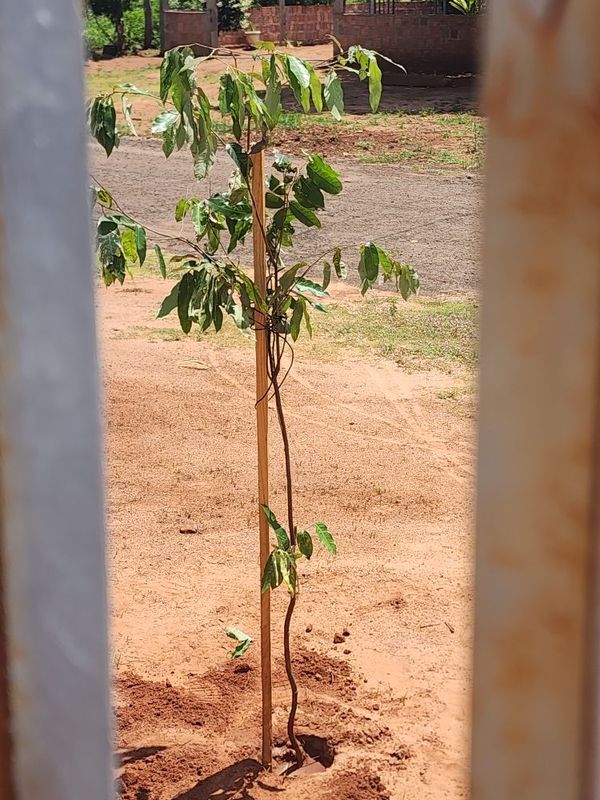 Identificação da planta Falsa-murta por foto